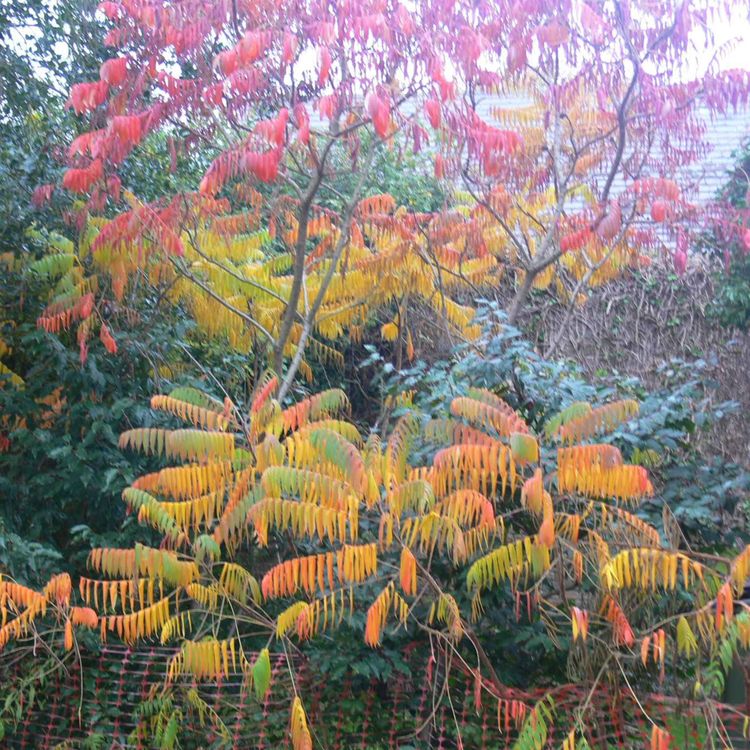 cover art for Remembrance