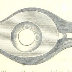 cover art for White Ash Flies