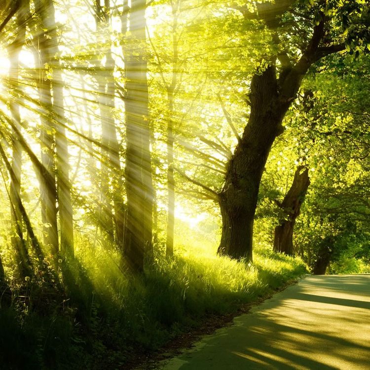 cover art for Peaceful music, Relaxing music, Instrumental music Birds of Spring by Tim Janis