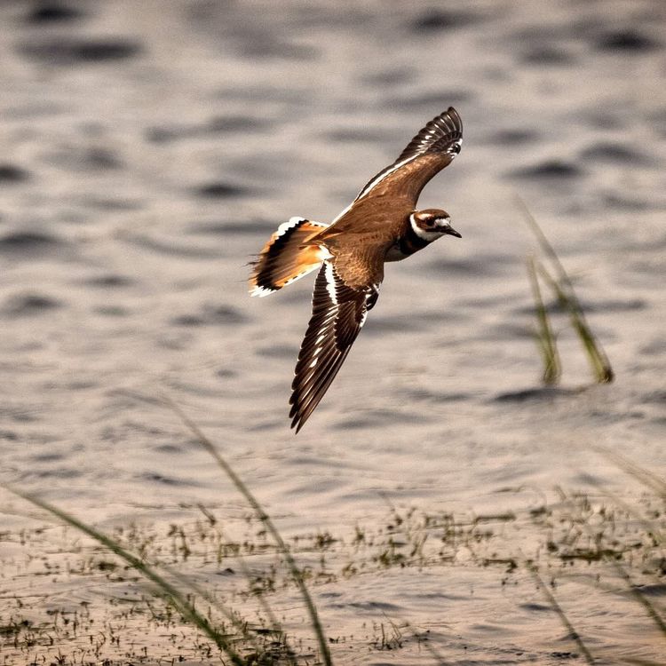 cover art for Ministração - Não Temas