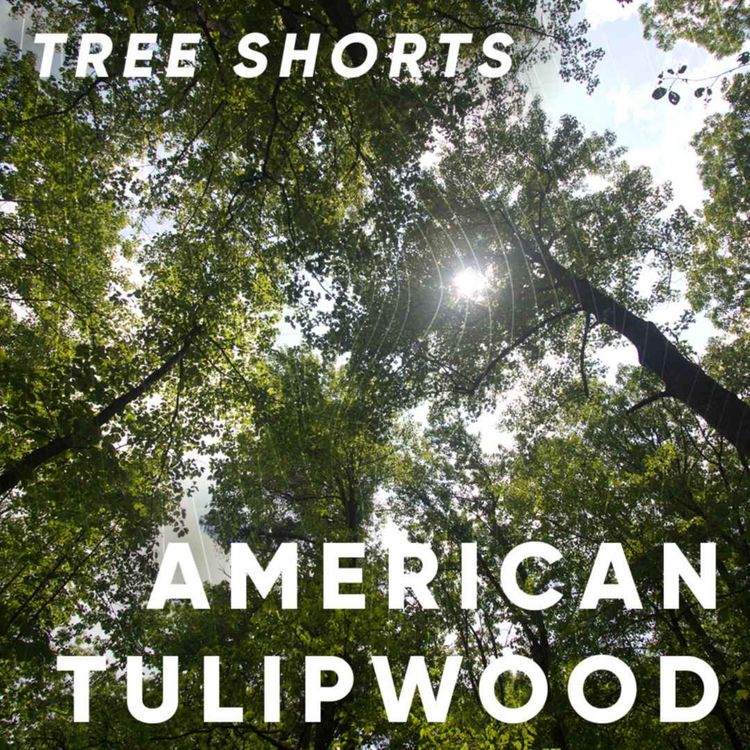 cover art for Tree shorts: tulipwood 