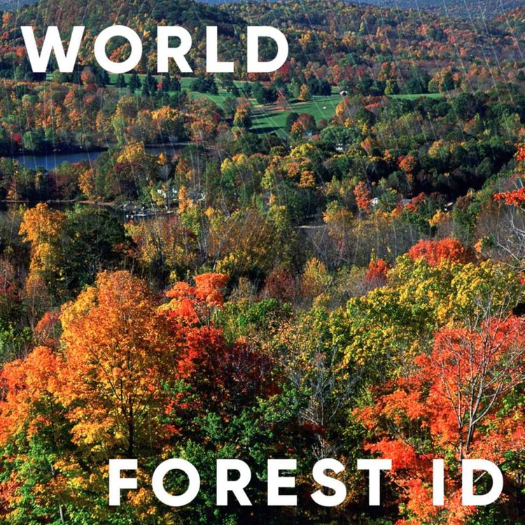 cover art for S2E4: The World Forest ID with Phil Guillery, Jade Saunders and Victor Deklerk from Kew Gardens