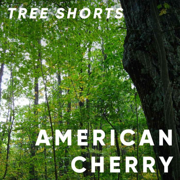 cover art for Tree shorts: cherry