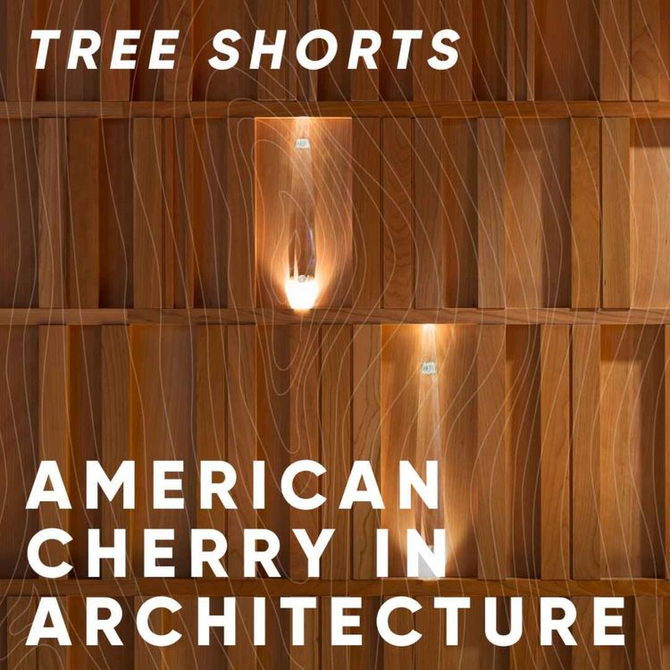 cover art for Tree shorts: cherry in architecture 