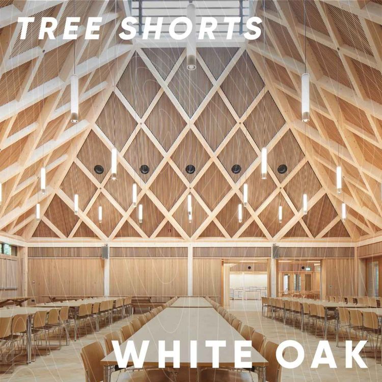 cover art for Tree shorts: white oak