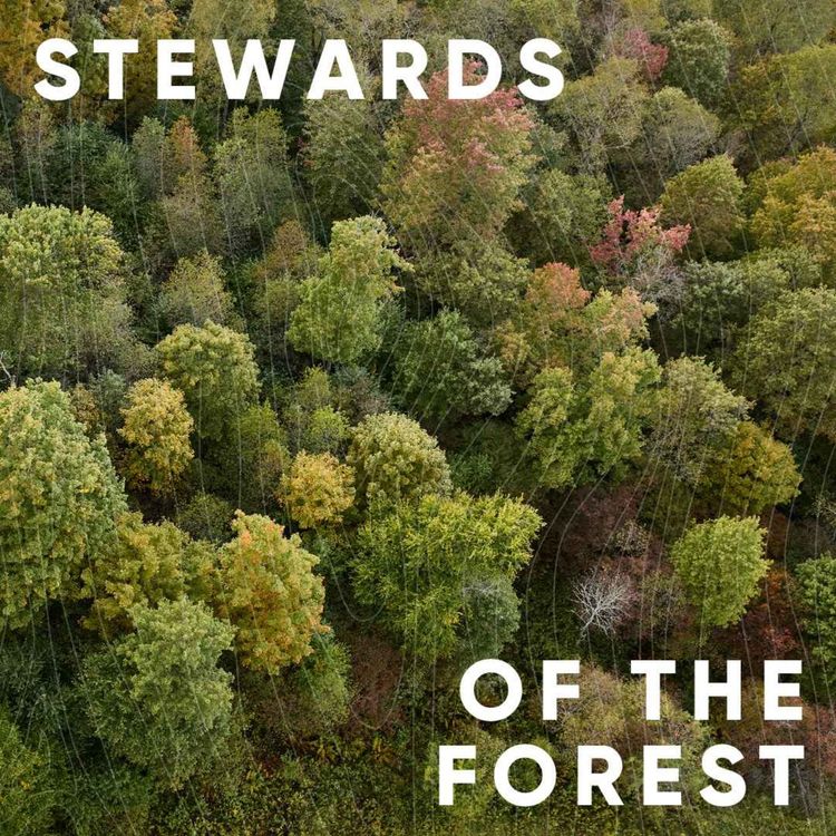 cover art for S4E6: Stewards of The Forest