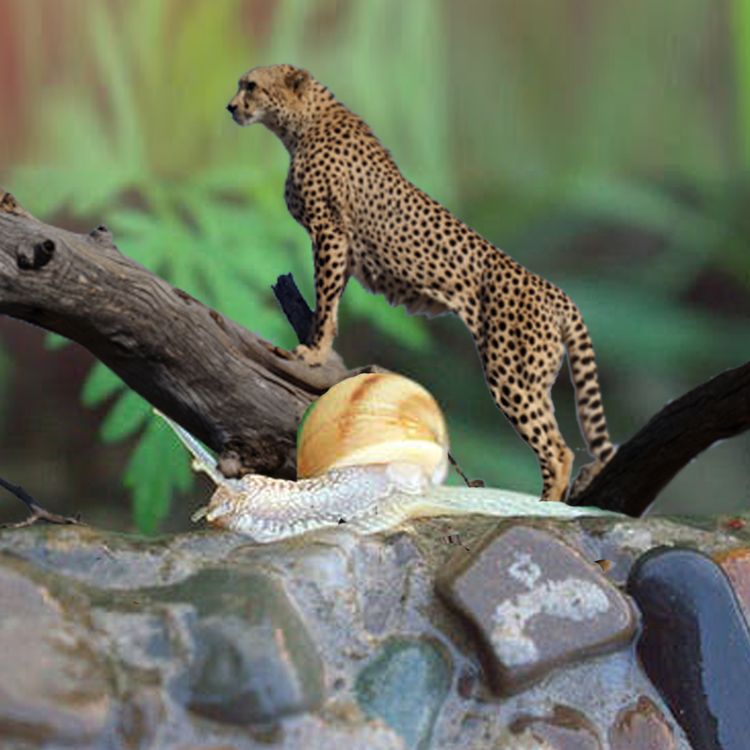 cover art for Are you a cheetah or a snail?