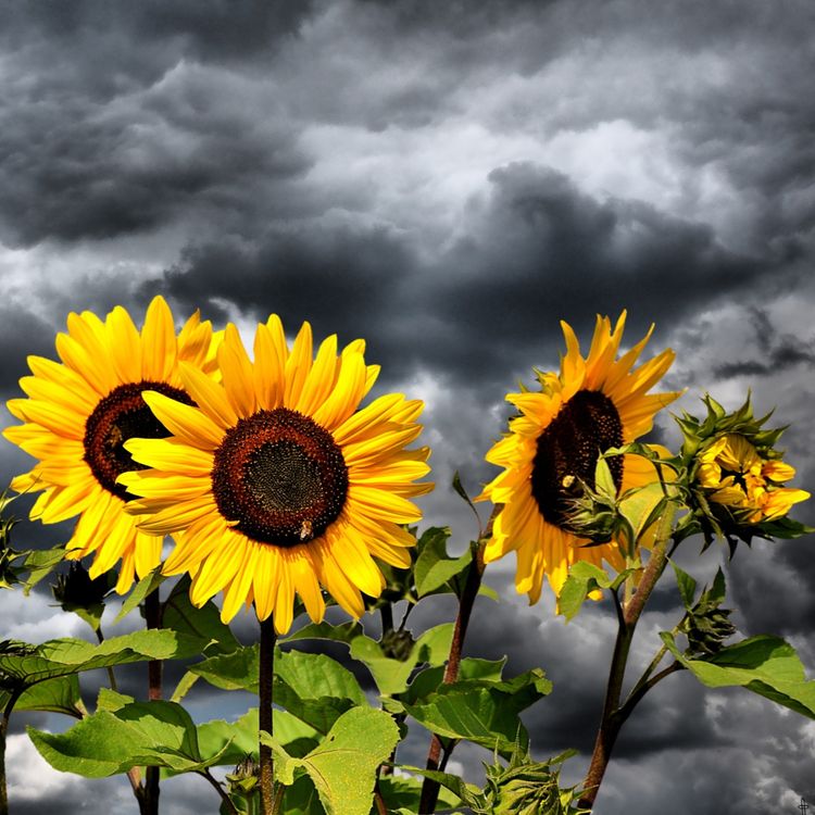 cover art for Why Worry?