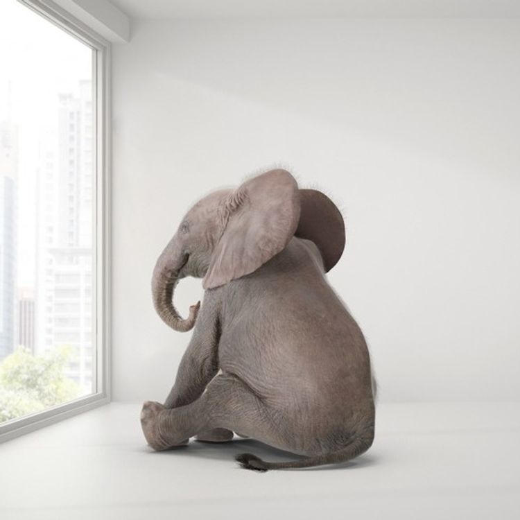 cover art for #30 - Top 5 expressões ( animais )