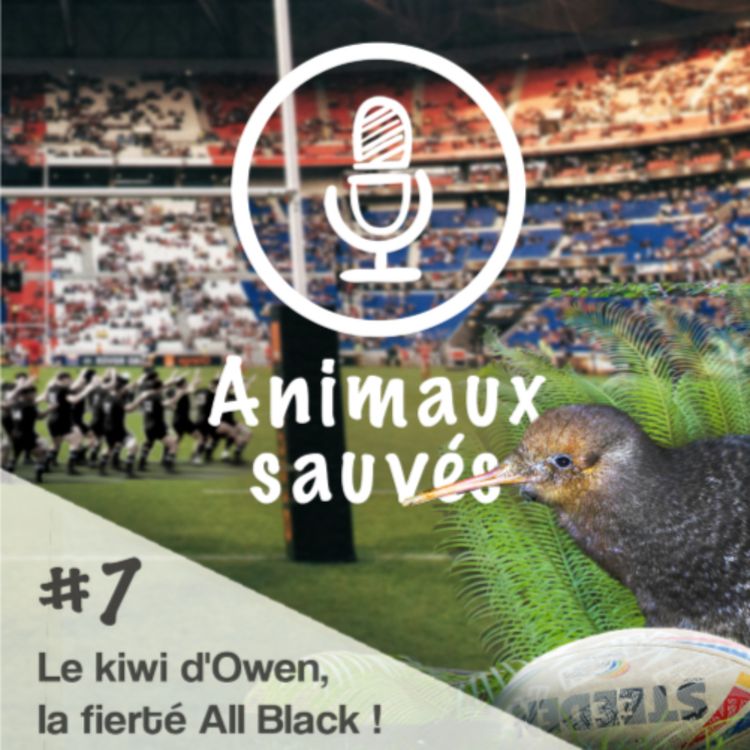cover art for Le Kiwi d'Owen, la fierté All Black !