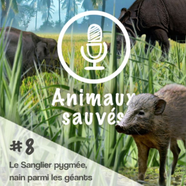 cover art for Le Sanglier Pygmée, nain parmi les géants