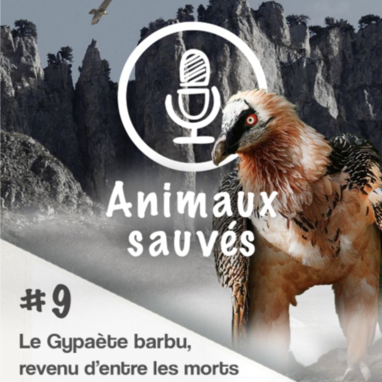 cover art for Le Gypaète barbu, revenu d'entre les morts