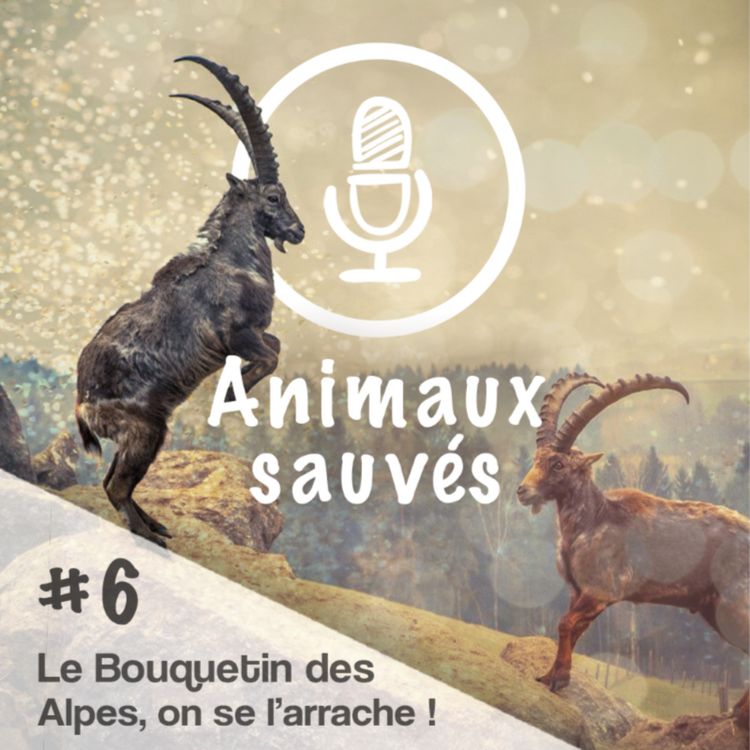 cover art for Le Bouquetin des Alpes, on se l'arrache 