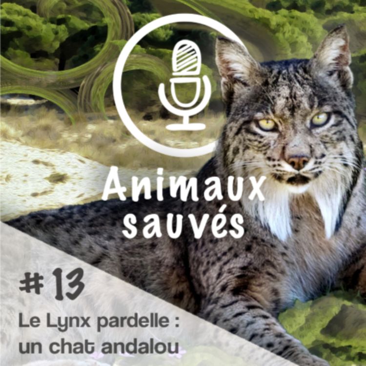 cover art for Le Lynx pardelle, un chat andalou