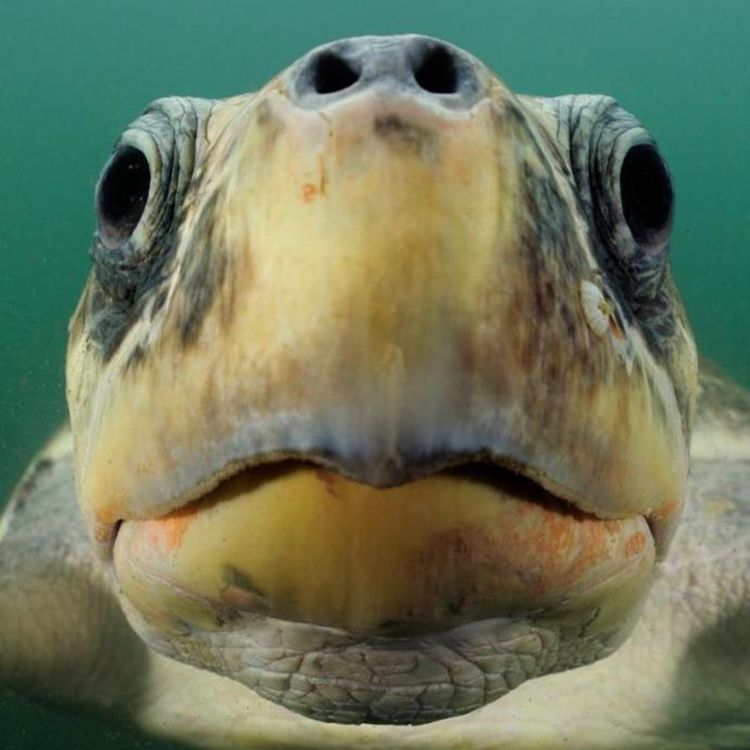 cover art for [S.2 - Les espèces en voie d'apparition] La tortue de Torremolinos (Nightclubbus tortuga), Espagne.