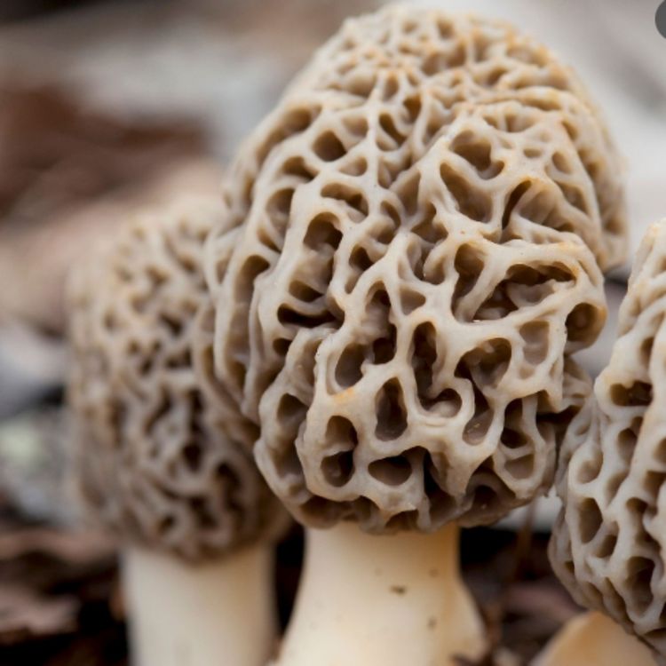 cover art for The Morel of the Story