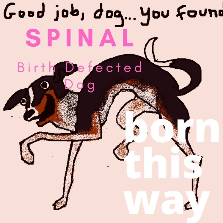 cover art for Spinal Birth Defected Dog