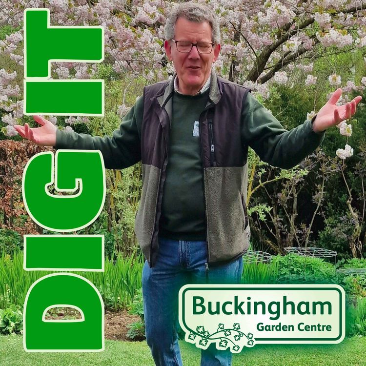 cover art for Barnsdale: Nick Hamilton like father like son