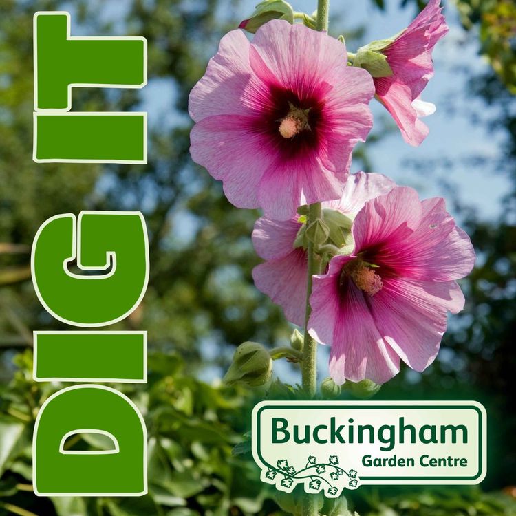 cover art for Plant Heritage, The Nations Collections