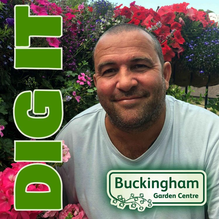 cover art for Chris Collins: Here's one we grew earlier