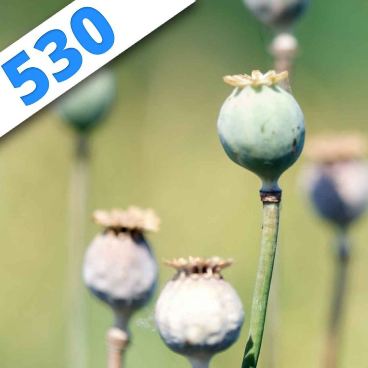 cover art for 530 - Jamais assez d'opiacés !