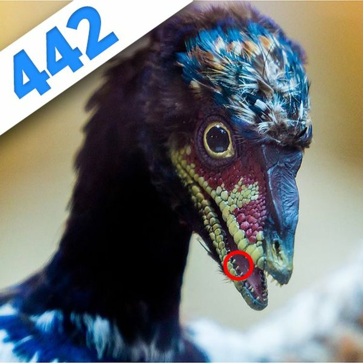 cover art for 442 - A la recherche des organes perdus