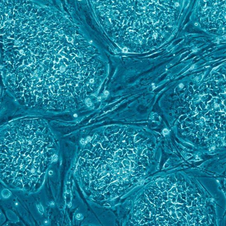 cover art for 417 - Philosophie des cellules souches