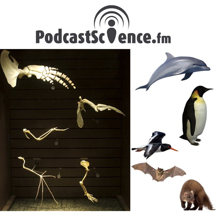 cover art for 411 - Rira Bien Chiridien l'Dernier