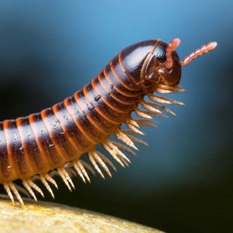 cover art for 397 - 1001 Pattes