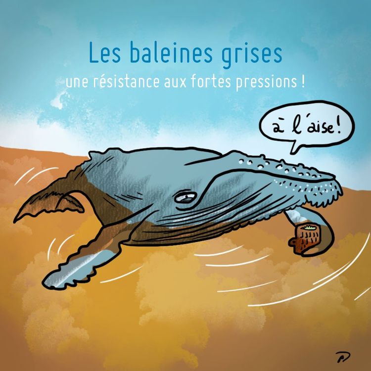 cover art for 298 - Les baleines