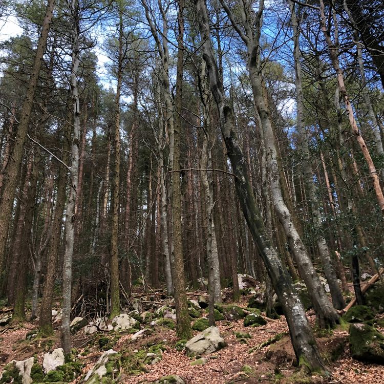 cover art for Elemental Sounds - Earth