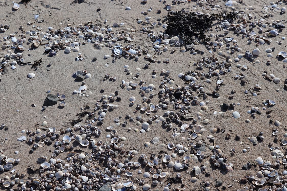 cover art for Frågeavsnitt - Lyssna på barn i familjehem