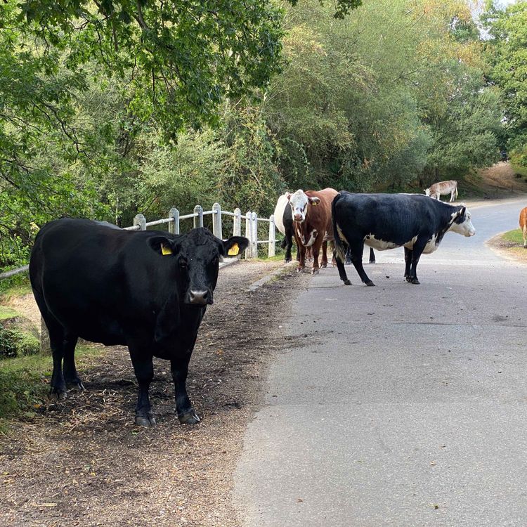 cover art for #HAWSTL 033 - HAMPSHIRE DIARIES - ROPE SWINGS & DOGGING