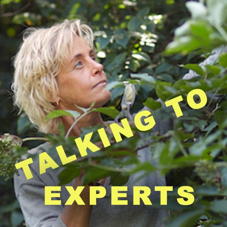 cover art for Talking to Experts # 45 ÄT DET SOM VÄXER I DIN NÄRHET - Med LISEN SUNDGREN