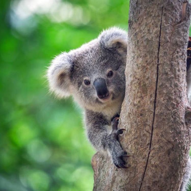 cover art for S02E116 Les animaux parlent 4/8: Jacaré, poissons, Cerf, Koala... Nicolas Mathevon (bioacousticien)