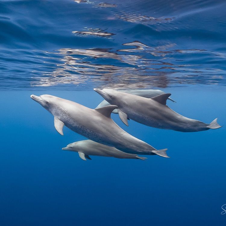 cover art for S02E115 Les animaux parlent 3/8: Baleine, Dauphin, Éléphant de mer... Nicolas Mathevon (bioacousticien)