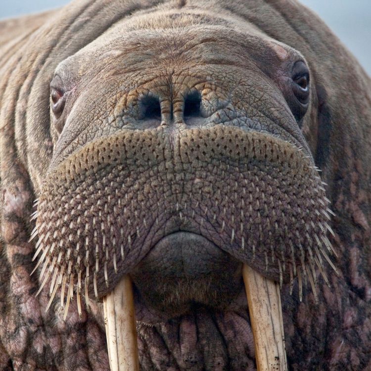 cover art for S02E114 Les animaux parlent 2/8: Manchot, Morse, Effraie... Nicolas Mathevon (bioacousticien)