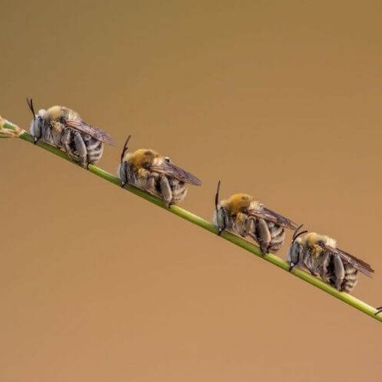 cover art for S02E112 Abeilles 4/4: la stupéfiante intelligence des tout petits, Aurore Avarguès Weber (chercheuse)