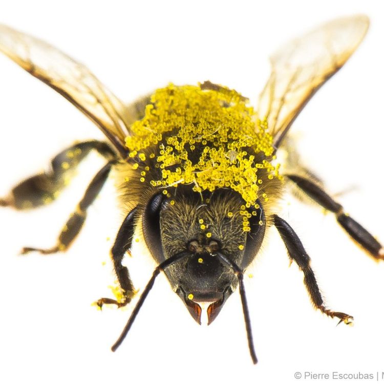 cover art for S02E109 Abeilles 1/4: vers une redéfinition de l'intelligence animale, Aurore Avarguès Weber (chercheuse)