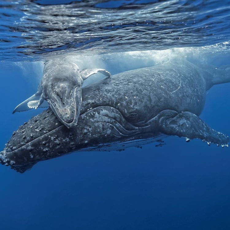 cover art for Hors-série 7 - Annonces, surprises et nouveautés pour la saison 3 de BSG