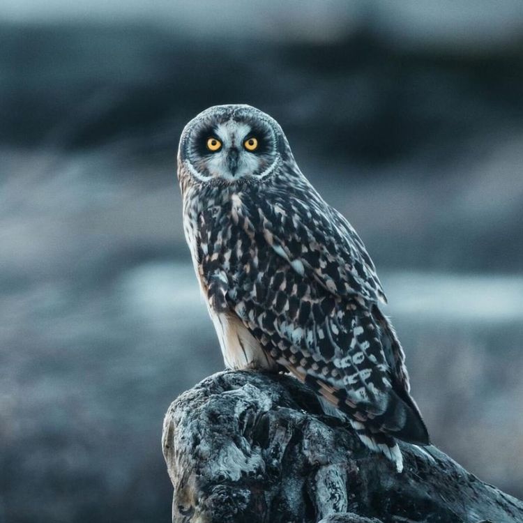 cover art for S02E107 Rapaces 9/10: Chouettes et Hiboux, Jean Andrieux (écologue)