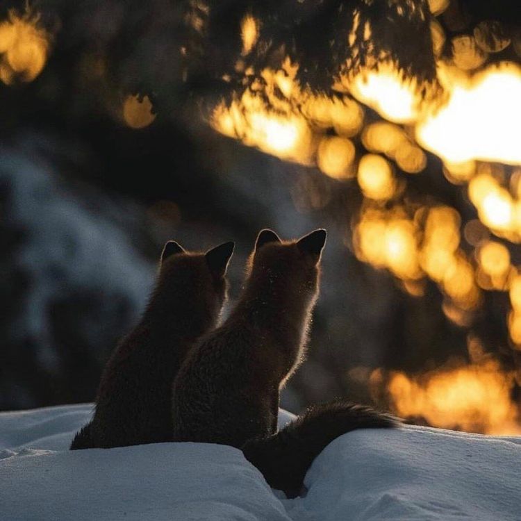 cover art for S02E91 Sexualité des animaux 4/4: Perversions et raffinements, Matthieu Keller (chercheur)