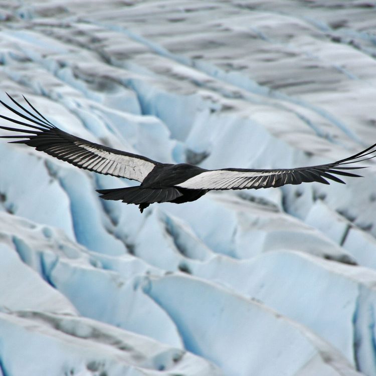 cover art for Hors-Série 6 - Le condor des Andes
