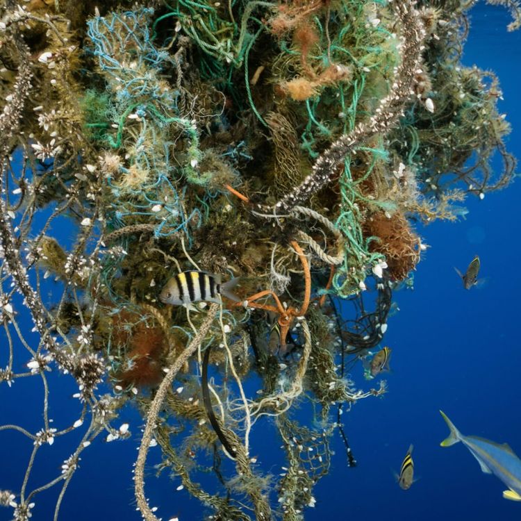 cover art for S02E71 Océan Plastique 4/4: Que faire? Nelly Pons (auteure)