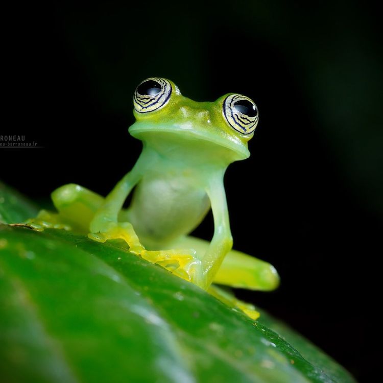 cover art for S02E65 Grenouilles et crapauds 2/4: des amours d'anoures, Rémy Falchi (herpétophile)