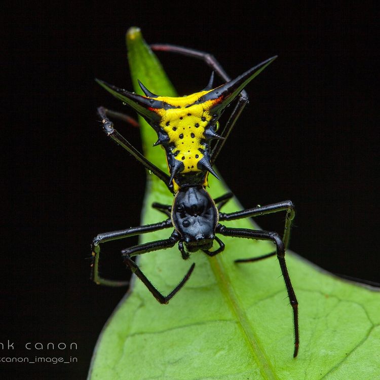 cover art for S02E60 Araignées 3/6, Christine Rollard (arachnologue)