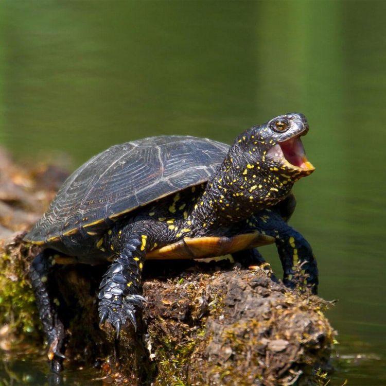 cover art for S02E43 Tortues 1/3, Françoise Serre-Collet (herpétologue)