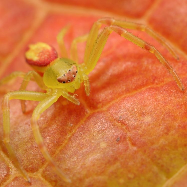 cover art for S02E40 Araignées 2/6, Christine Rollard (arachnologue)