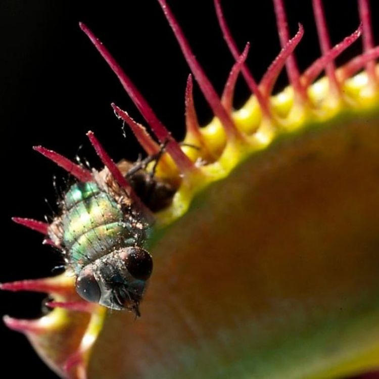 cover art for S02E38 Plantes carnivores 2/2, Enzo Defer (les Dents de la Terre)