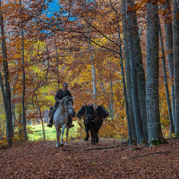cover art for S02E33 Loup, y es-tu? 1/2, Jean-Michel Bertrand (cinéaste animalier)